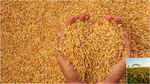झारखंड में किसानों को धान पर एमएसपी से ऊपर 100 रुपए प्रति क्विंटल बोनस मिलेगा