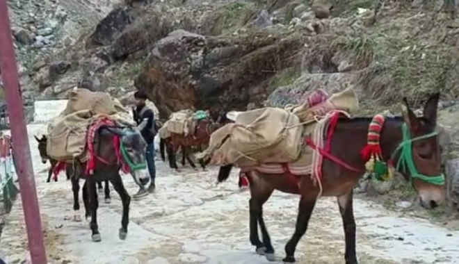 केदारनाथ पैदल मार्ग पर दो दिन में 14 घोड़े-खच्चरों की मौत, 24 घंटे के लिए उनके संचालन पर रोक