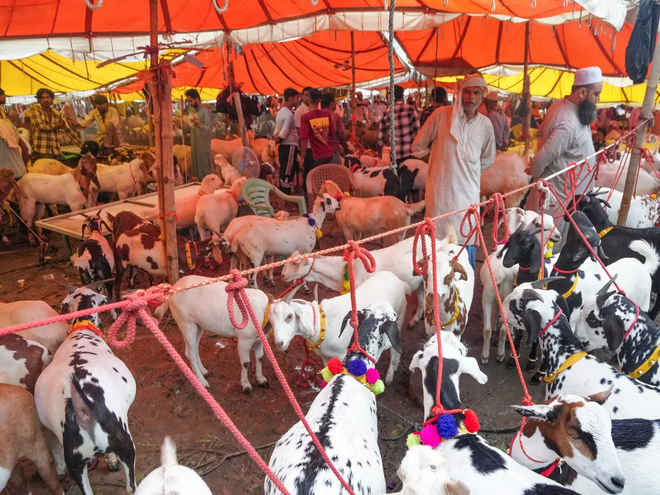बकरीद : अल्लाह व मोहम्मद की लिखावट वाले बकरे बने आकर्षण का केंद्र, कीमत लाखों में