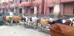सडक़ो पर आवारा पशुओं के जमावड़े से लोग हो रहे परेशान