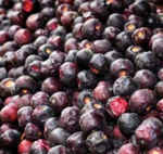 नेचुरल एनर्जी बूस्टर: गर्मियों में शरीर को अंदर से ठंडक देकर कमजोरी दूर करता है ये खट्टा-मीठा फल