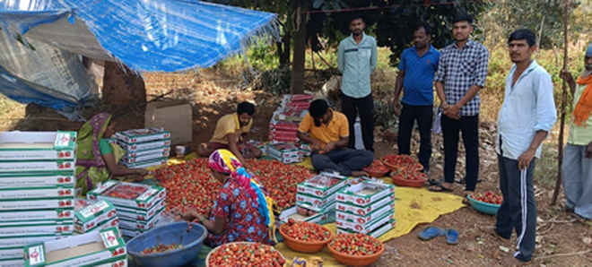 गुजरात के डांग में प्राकृतिक खेती को बढ़ावा मिला तो स्ट्रॉबेरी की खेती बढ़ी, किसान हुए मालामाल