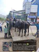 एमसीडी ने अवैध डेयरी गतिविधियों के खिलाफ  की कार्रवाई