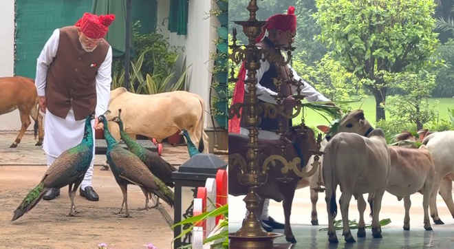 गाय को चारा खिलाया और मोर को दाना, इंस्टाग्राम पर पीएम मोदी ने शेयर किया नया वीडियो, बोले- 'ये मेरी दैनिक दिनचर्या'