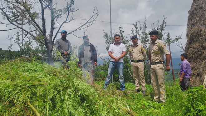 शिमला में भांग की अवैध खेती पकड़ी, 1,620 पौधे मिले