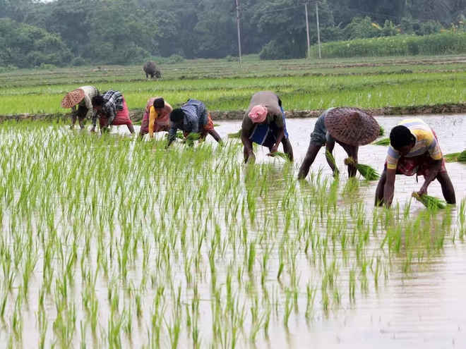 छत्तीसगढ़ प्रदेश में लक्ष्य का 97 प्रतिशत बोनी पूर्ण