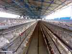 योगी सरकार की पहल से कानपुर में पोल्ट्री व्यवसाय को मिली नई रफ्तार